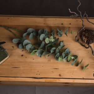 featuring the distinctive orbicular leaves and glaucous hues characteristic of Eucalyptus cinerea. The spray's silver-dollar foliage and slender phyllodes perfectly mimic the plant's natural form. From the smooth