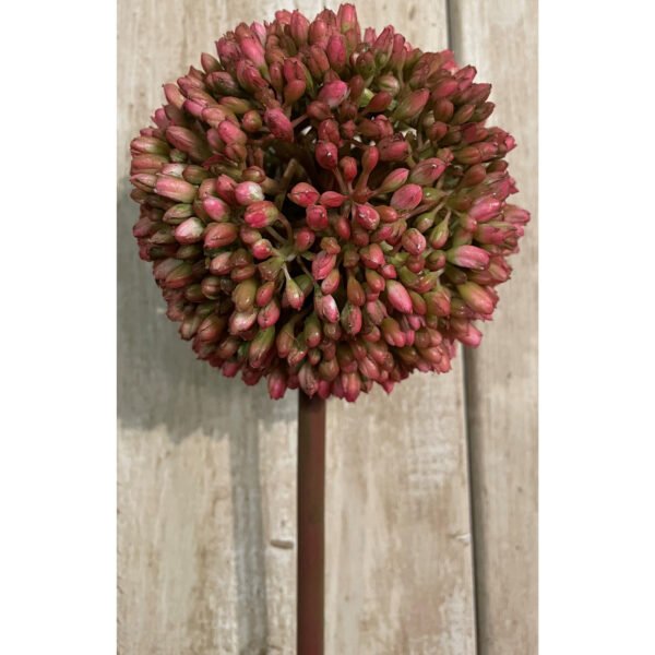 Unveil botanical sophistication in your store with our stunning Pink Allium stems. These masterfully crafted faux florals faithfully replicate the globular charm of Allium schubertii