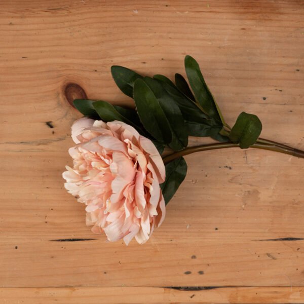 long-stemmed faux flower with incredible attention to detail. Each wired stem includes a peony in full bloom plus a closed bud. The open blooms showcase petals of delicately varying peach shades and of botanically accurate peony shape and formation. This full bodied bloom injects wonderful energy into a space.