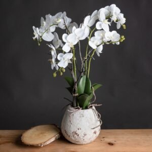 This is the White Orchid in Stone Pot. A classy home addition that will add an air of serenity and elegance wherever it's placed. This faux orchid boasts a botanical accuracy second to none. From the realistic root network spilling from the rustic white stoneware pot to the variety of opened blooms and closed buds