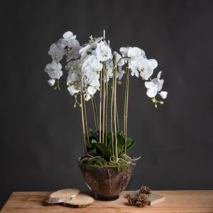 This is the Large White Orchid in Glass Pot. A sophisticated and timeless home addition that will add an air of serenity and elegance wherever it's placed. This faux orchid boasts a botanical accuracy second to none. From the realistic root network on show through the clear glass pot to the variety of opened blooms and closed buds