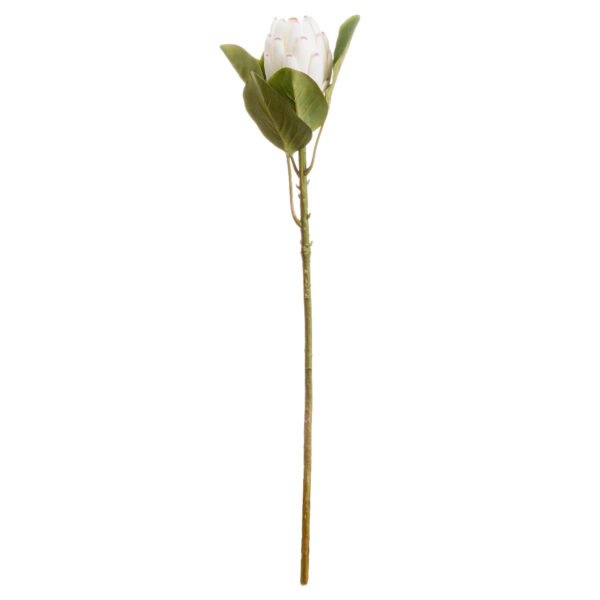 showcasing tightly packed creamy-white petals forming a captivating spherical shape. Pair this showstopping stem with eucalyptus sprays and pampas grass for a chic