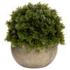 This is the Miniature Hebe Veronica In Pot. An adorable minature plant in stone effect pot just perfect for adding the finishing touch to shelves