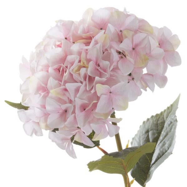 This is the Giant Pink Hydrangea. A huge