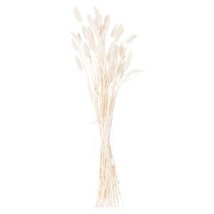 also known as Laguras Grass are small fluffy plumes atop a thin stem which have an gorgeous texture to them. Our dried stems in a crisp white colour look  fantastic alone in a slim necked