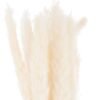 This is the Mini White Pampas Grass Bunch Of 15. The natural