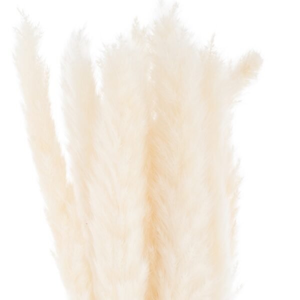 This is the Mini White Pampas Grass Bunch Of 15. The natural