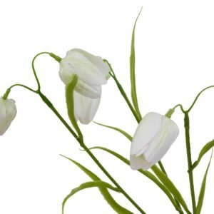 showcasing a pristine white hue that adds an air of serenity and refinement to any floral arrangement. The graceful droop of the bell-shaped blooms creates a mesmerizing rhythmic pattern along the stem