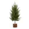 A miniature evergreen worthy of pride of place in your seasonal collection