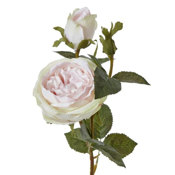 multi-petaled allure of a garden rose at its peak. The gentle pink coloration shifts from soft blush to creamy white