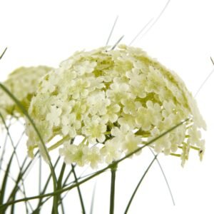 featuring delicate spherical umbels atop slender green stalks. Nestled in a sleek black pot