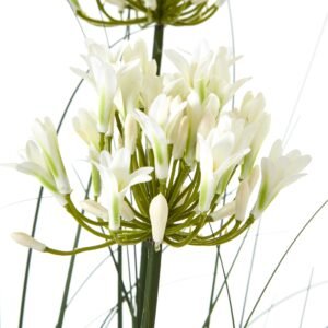 white globe-shaped umbels of delicate flowers sit atop tall