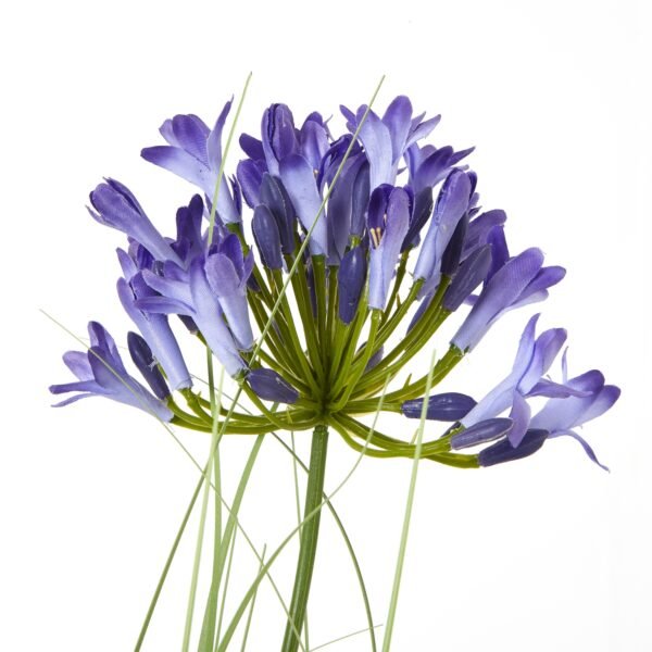 also known as African Lily