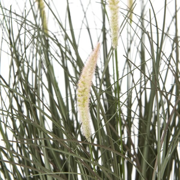 wispy texture of the popular ornamental grass