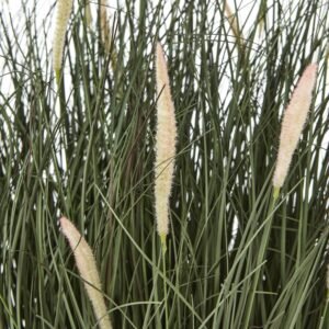 wispy texture of the popular ornamental grass