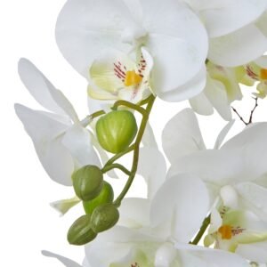 this striking Large White Orchid in a Ceramic Pot offers a sophisticated touch to any space. The delicate phalaenopsis blooms