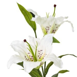 ivory-hued blooms reminiscent of the majestic Madonna lily