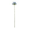 Introducing the captivating Blue Agapanthus Stem