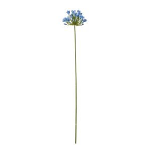 Introducing the captivating Blue Agapanthus Stem