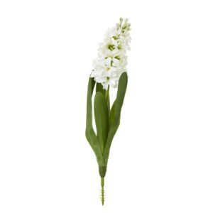 Behold the captivating allure of our White Hyacinth Stem