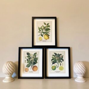 Set of Three Citrus Picture Frames