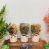 Set of 3 Dried Grasses In Ceramic Pots