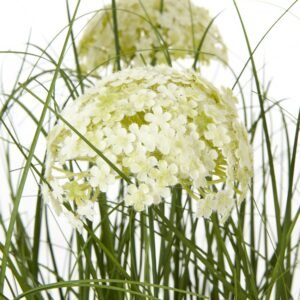 featuring delicate spherical umbels atop slender green stalks. Nestled in a sleek black pot