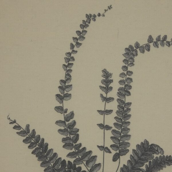 this botanical study showcases the delicate artistry of the spleenwort fern