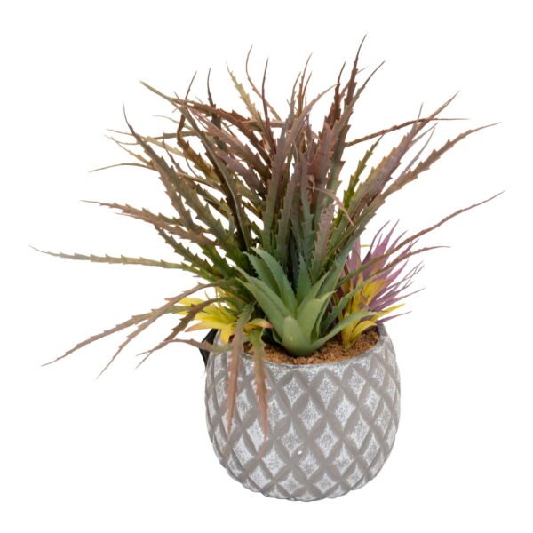 Succulents in Large Lattice Design Grey Pot - Image 5