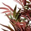 Bamboo Tree Red & Green 180cm
