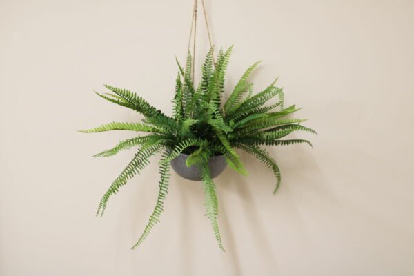 Hanging Fern In Pot - Image 3