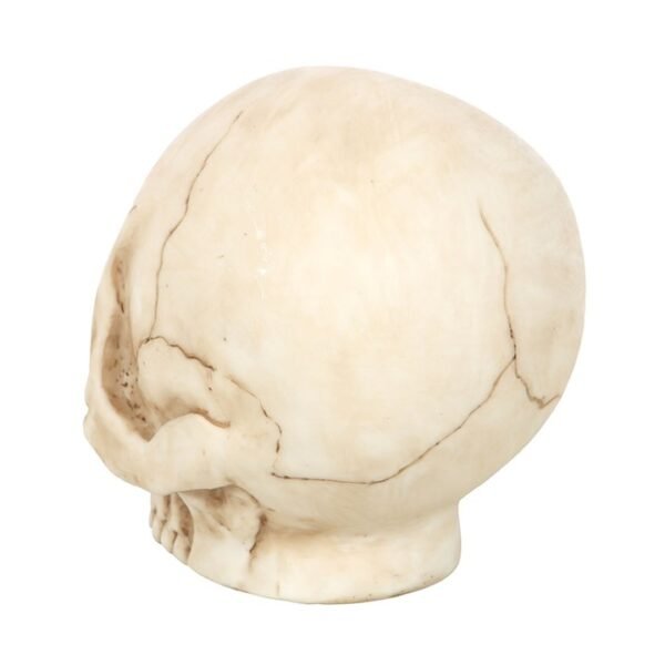 Skull Ornament with Snake - Image 4